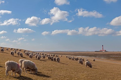 Westerheversand lighthouse, flock of sheep on dyke, Westerhever, Schleswig-Holstein Wadden Sea