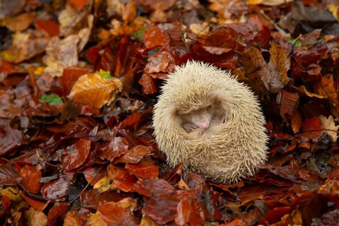 European hedgehog (Erinaceus europaeus) adult albino animal sleeping in fallen autumn leaves,