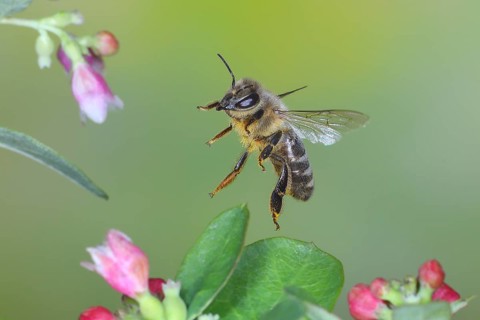 European honey bee (Apis mellifera) bee in flight, between the flowers of the common snowberry