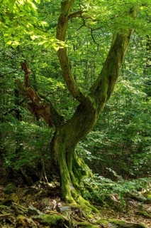 The Sababurg primeval forest, also known as the Reinhardswald primeval forest, is a nature and