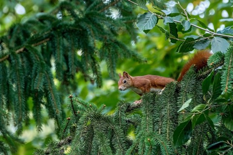 Eurasian squirrel (Sciurus vulgaris) looking attentively from a branch of a fir tree (Abies),