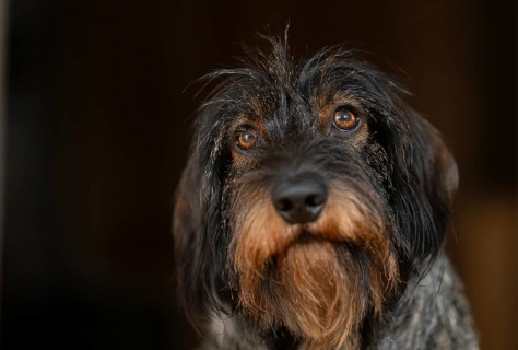 Rough-haired dachshund, male, 3 years, animal portrait, portrait, Stuttgart, Baden-Württemberg,