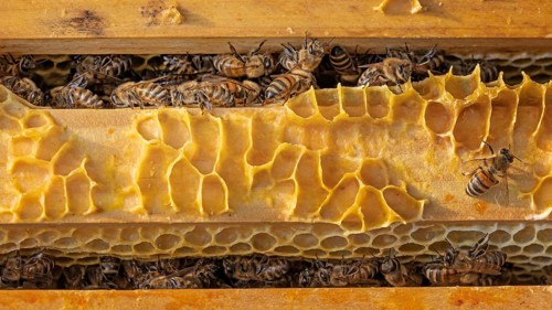 Western honey bee (Apis mellifera) fruit blossom, honeycomb, beehive, petals, honey bee, beekeeper,