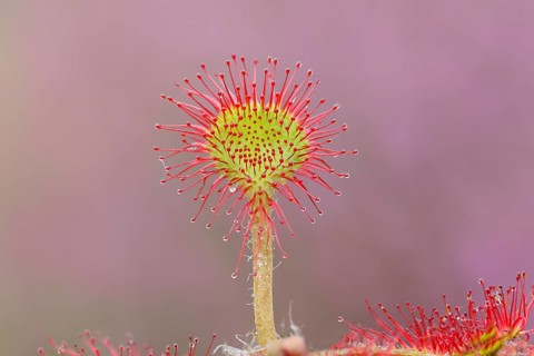 Common sundew (Drosera rotundifolia), close-up, fully spread out and ready to catch an insect,