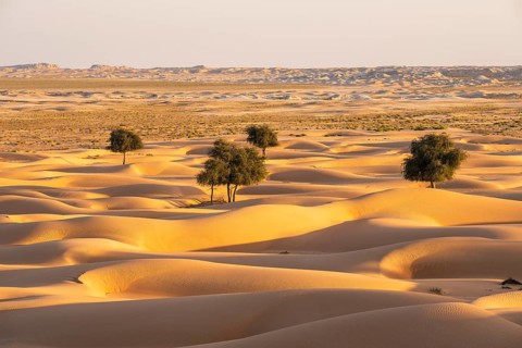 Sand dunes with Bäin desert, near Duqm, Oman, Asia