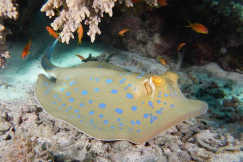 Bluespotted ribbontail ray (Taeniura lymma), dive site House Reef, Mangrove Bay, El Quesir, Red