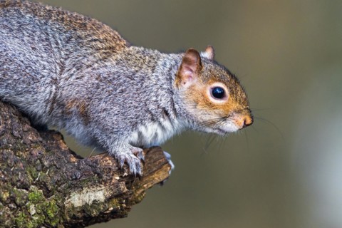 Portrait of Grey Squirrel, Sciurus carolinensis in a forest at winter
