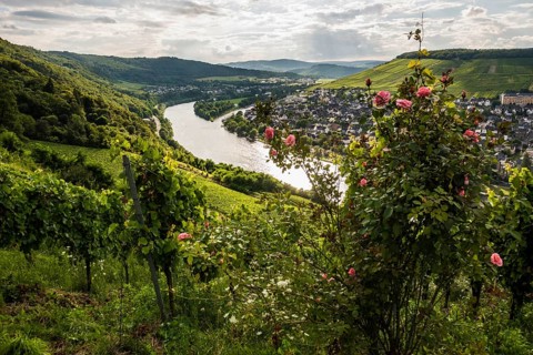 Vineyard with roses, sunset, Moselsteig Trail, Bernkastel-Kues, Moselle, Rhineland-Palatinate,