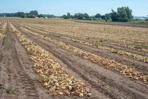 Harvested yellow onions in rows for drying in the field on Ingelstorp, Ystad Municipality, Skåne