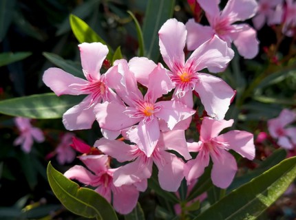 Flowering oleander (Nerium oleander), Italy, Europe