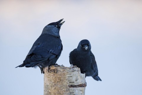 Western jackdaws (Corvus monedula), Germany, Europe