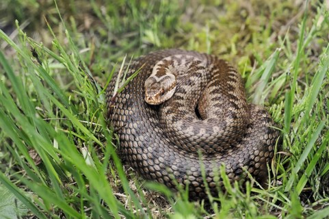 Common european viper (Vipera berus), North Rhine-Westphalia, Germany, Europe