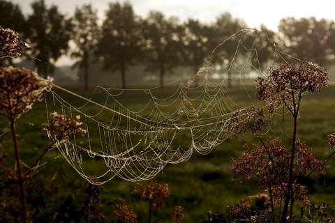 Spider's web, Construction, Nature, Backlight, The fine threads of the spider's web glow in the
