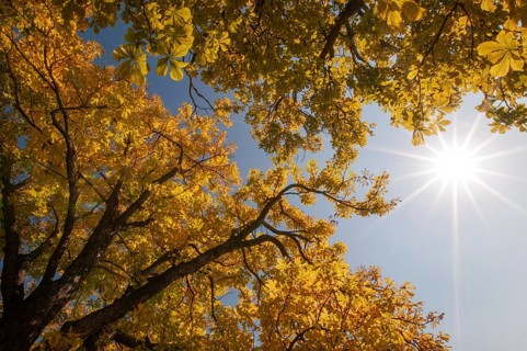 Backlit photograph of treetops of chestnuts with autumn leaves, Bavaria, Germany, Europe