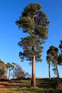 Scots pine (Pinus) trees sylvestris against blue sky on on heathland, Sutton Heath, Suffolk,