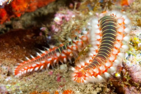 Extreme close-up of fire bristle worm (Hermodice carunculata), East Atlantic, Macaronesian