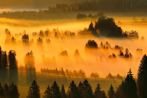 Fog and forest at the Rothenthurm high moor, Canton Schwyz, Switzerland, Europe