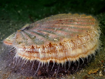 Scallop (Pecten maximus), underwater, Rinvyle dive site, Co. Galway, Irish Sea, North Atlantic,