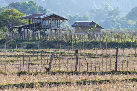 Harvested rice paddies with a small hut, Vang Vieng, Vientiane province, Laos, Asia