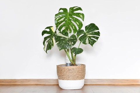 Tropical Monstera Thai Constellation houseplant in basket flower top in front of white wall