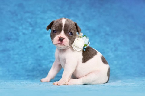 Pied young dog puppy with flower collar on blue studio background