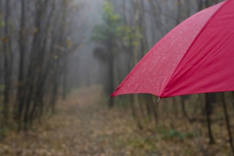 Forest Path with a Red Umbrella in a Rainy Autumn Day in Ascona, Ticino, Switzerland, Europe