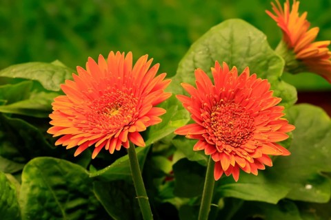 Gerbera (Gerbera), blooming, flowers, orange, Ellerstadt, Germany, Europe