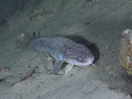 Burbot (Lota lota), Rutte, lying on the lake bottom, diving site Kleiner Parkplatz, Herrliberg,