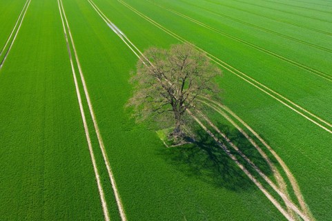 Aerial view over solitary common oak, pedunculate oak, English oak (Quercus robur) tree in
