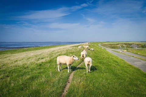 Sheep on the dyke, Rantum Basin, cycle tour, tourism, travel, North Sea, island, Sylt, Germany,