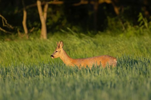 Roe deer (Capreolus capreolus) adult male buck animal in a farmland wheat field in the summer,