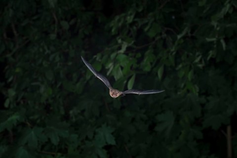 Common pipistrelle (Pipistrellus pipistrellus) hunting insects in front of deciduous forest,