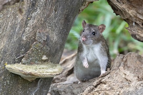 Brown rat (Rattus norvegicus) under dead wood, Austria, Upper Austria, Europe