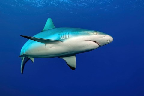 Female grey reef shark (Carcharhinus amblyrhynchos) swimming through open water blue sea, Pacific