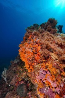 Yellow cluster anemone (Parazoanthus axinellae) and spreading stonewort (Mesophyllum expansum) in