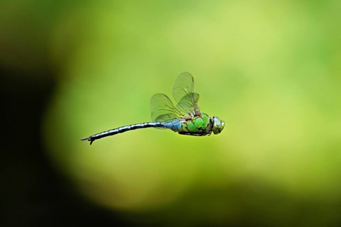 Emperor dragonfly (Anax imperator), in flight, Selger Moor, Canton Zurich, Switzerland, Europe