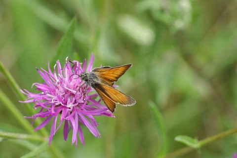 Large skipper (Ochlodes venatus), on flower of a brown knapweed (Centaurea jacea), Wilden, North