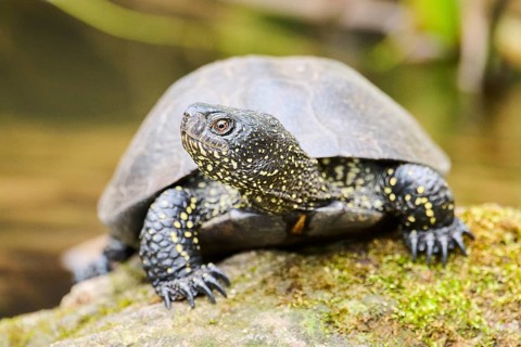 European pond turtle (Emys orbicularis) on a rock, Bavaria, Germany, Europe