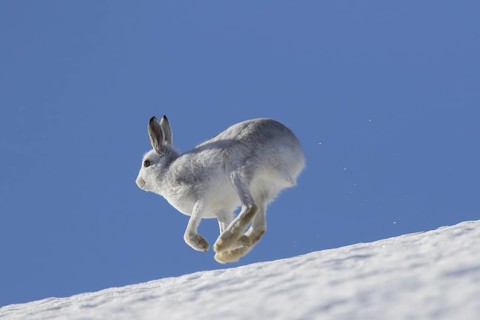 Mountain hare (Lepus timidus), Alpine hare, snow hare in winter pelage running in the snow down
