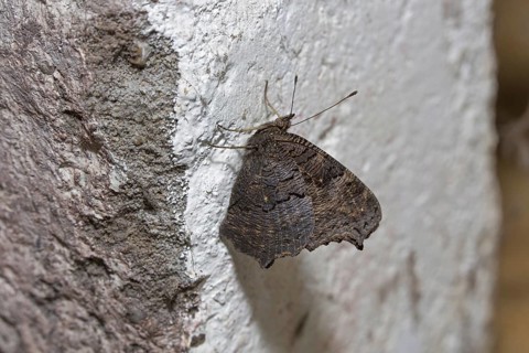European Peacock (Inachis io) butterfly hibernating on wall in cellar of house in winter