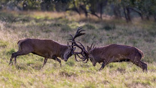Red deer (Cervus elaphus), rutting fight of two capital stags in a meadow, Zealand, Denmark, Europe