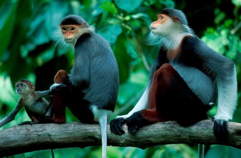 Red-throated langur, pair with young (Pygathrix nemaeus), side