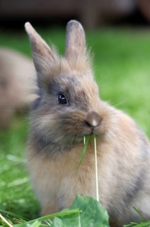 Rabbit (Cuniculus), hare, pet, portrait, cute, blade of grass, Easter, A young rabbit has a blade