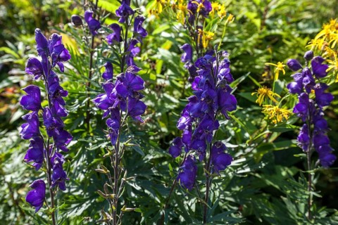 Monkshood (Aconitum napellus), Oberallgäu, Allgäu, Bavaria, Germany, Europe