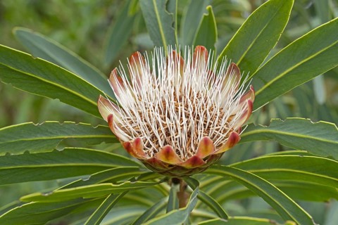 Common protea (Protea caffra) in flower at the Kirstenbosch National Botanical Garden near Cape