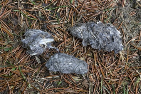 Regurgitated pellets of Long-eared owl (Asio otus) (Strix otus) in forest showing bones, skull and