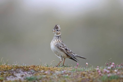 Eurasian skylark (Alauda arvensis) foraging on the ground with raised crest on head in spring