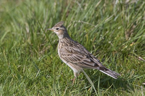 Eurasian skylark (Alauda arvensis) foraging in field, meadow with raised crest on head in spring