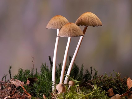 Bonnets (Mycena) in moss, mixed forest, North Rhine-Westphalia, Germany, Europe