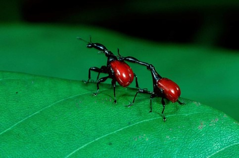 Giraffe weevil (Trachelophorus giraffa), pair, Giraffe beetle, Madagascar, Africa
